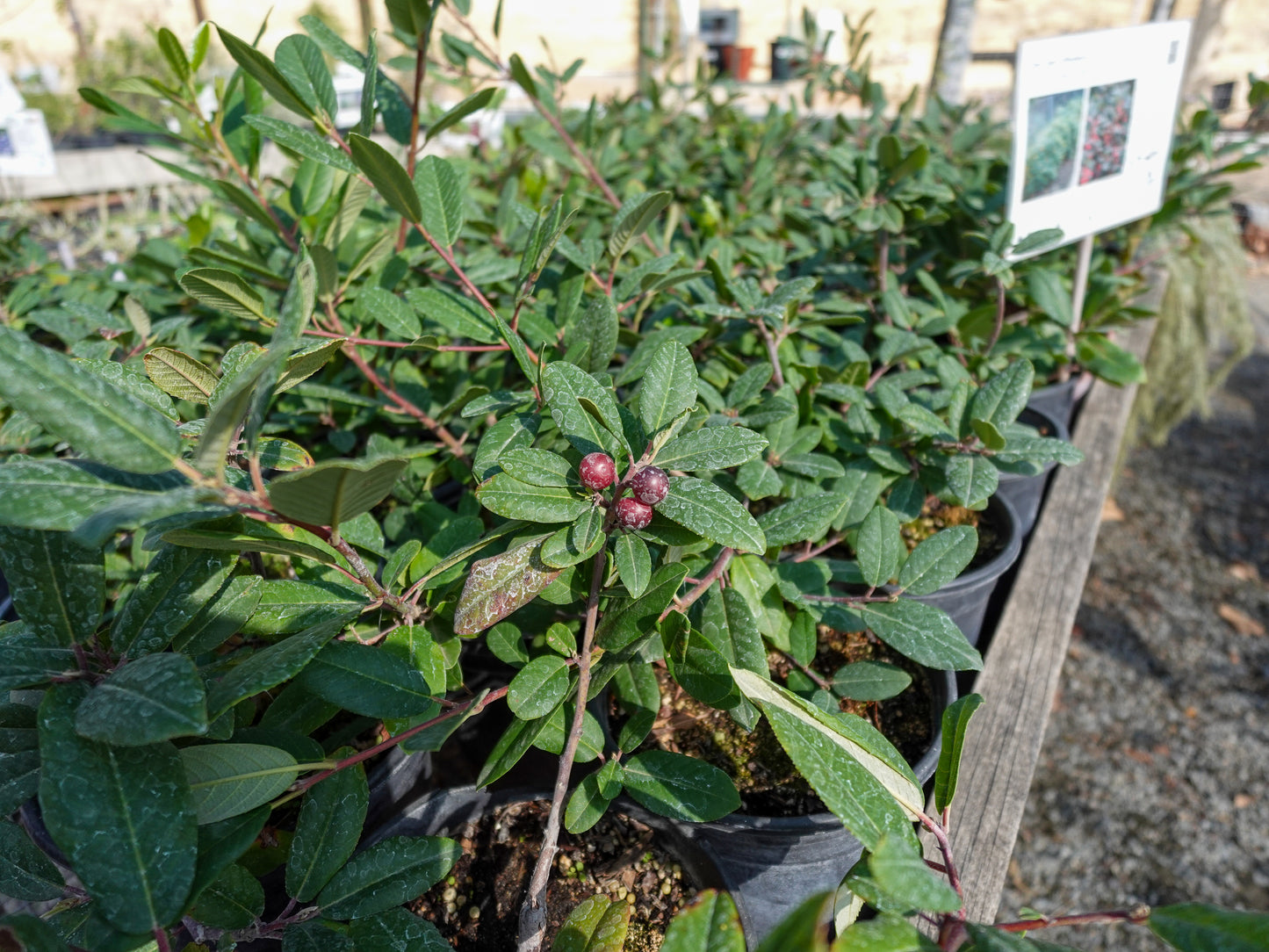 Rhamnus californica 'Eve Case' - Coffeeberry 'Eve Case'