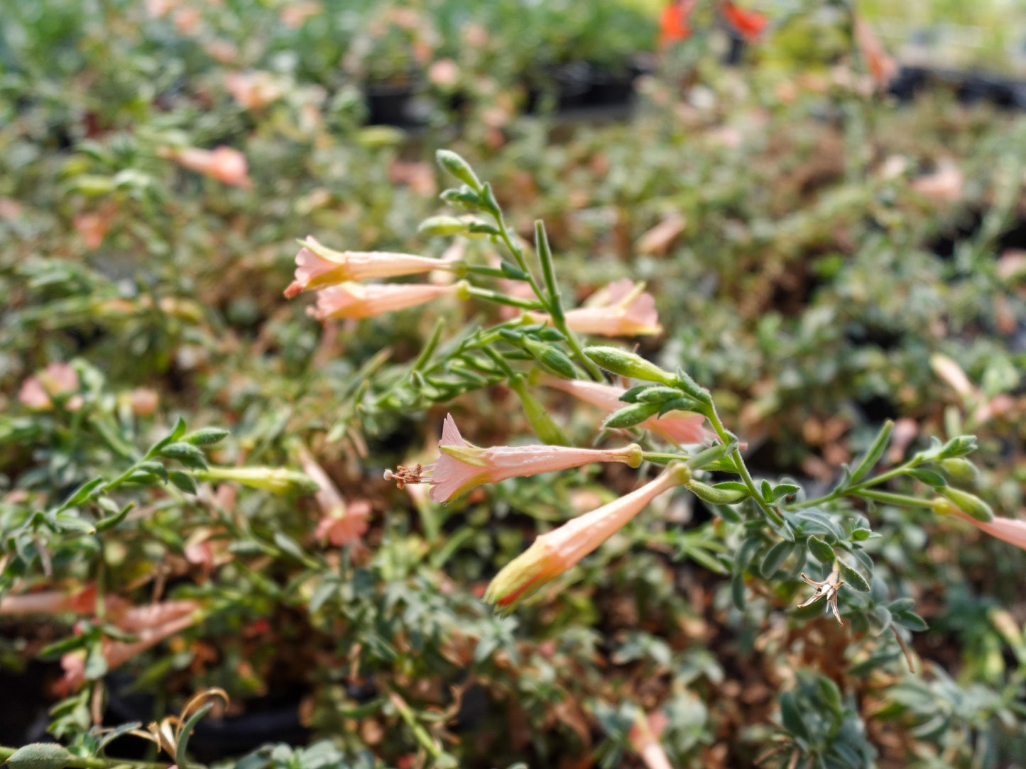 Epilobium canum 'Marin Pink' - Marin Pink California Fuchsia