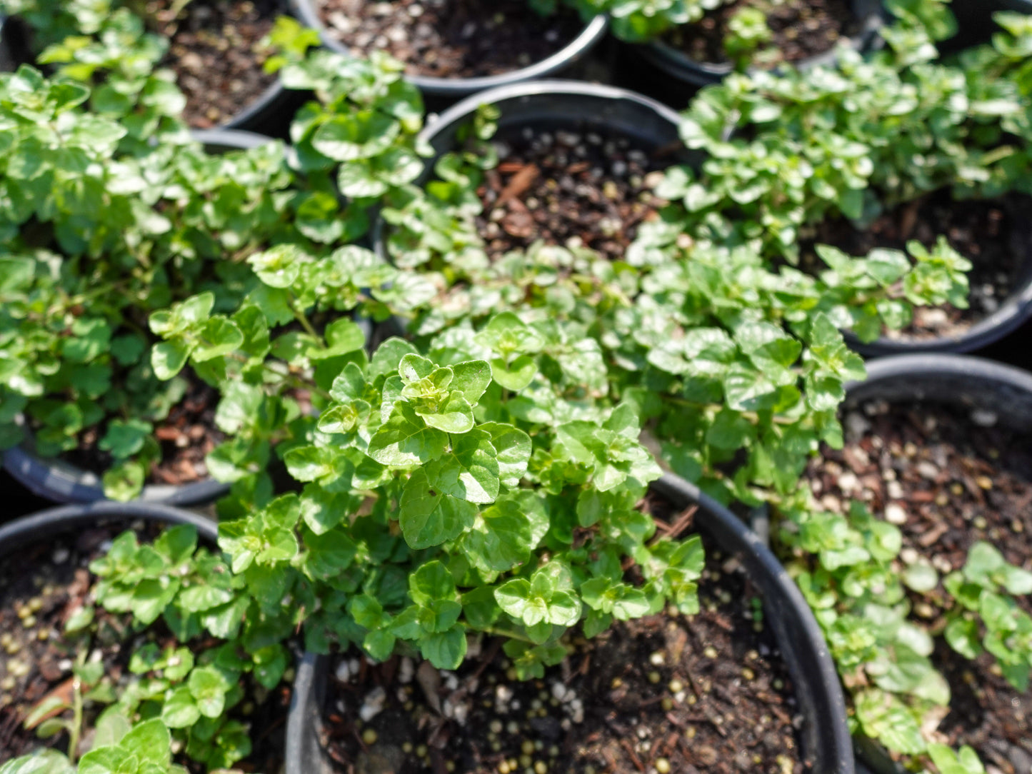 Clinopodium douglasii - Yerba Buena