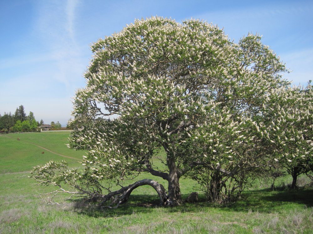 Aesculus californica - CA Buckeye