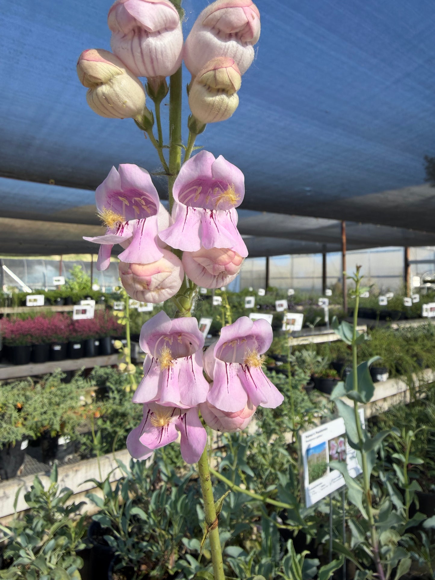 Penstemon palmeri - Palmer's Penstemon
