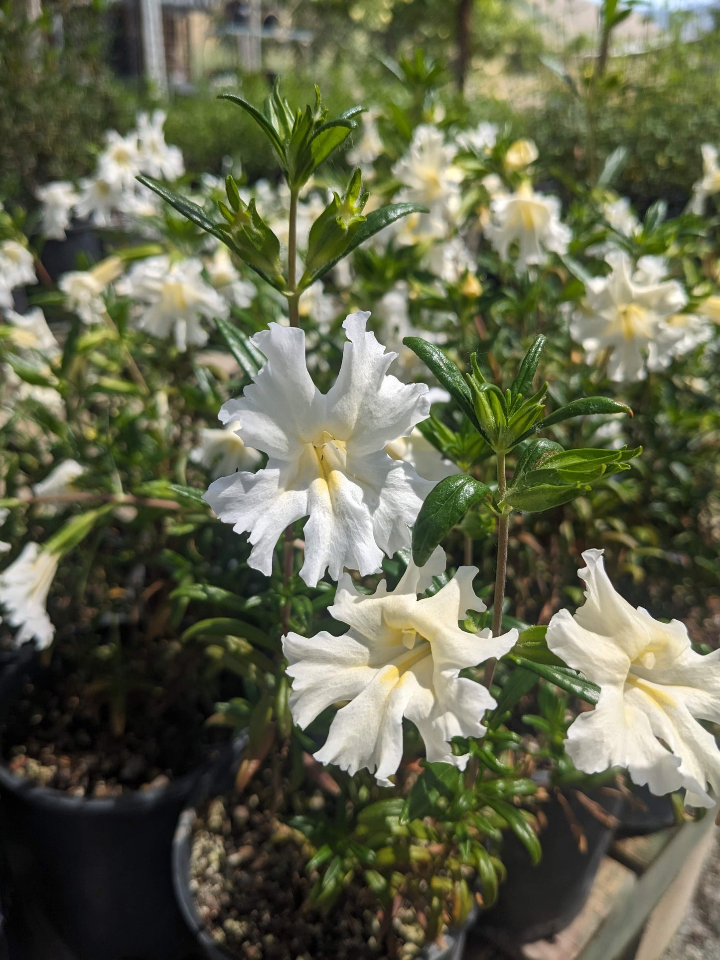 Diplacus bifidus 'White' - Monkeyflower 'White'