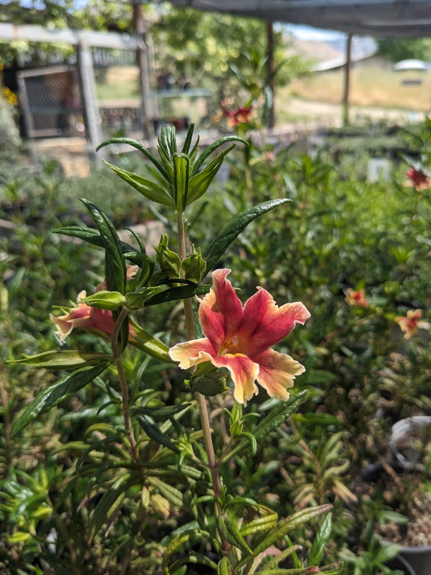 Diplacus 'Changeling' - Monkeyflower 'Changeling'