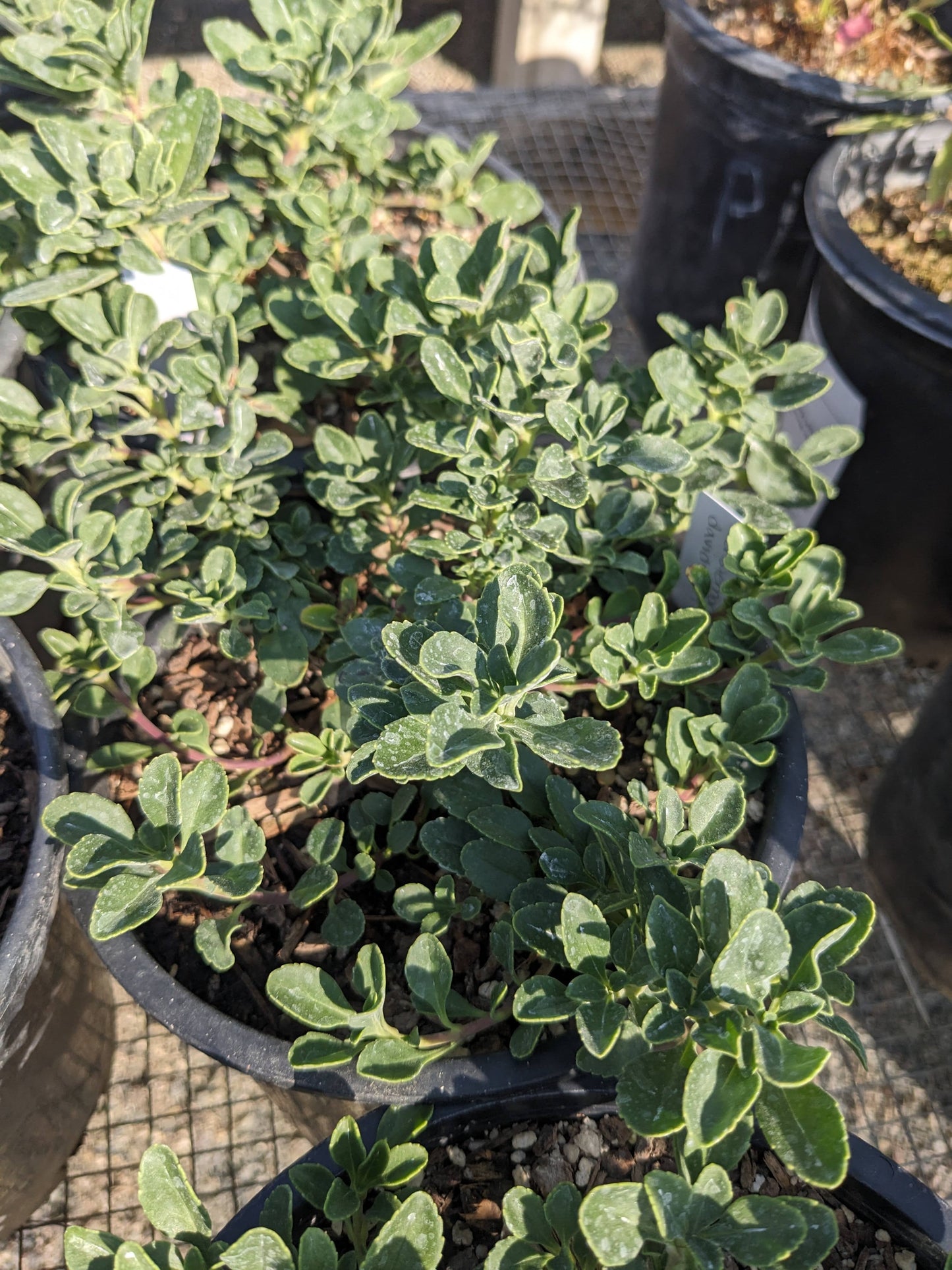 Penstemon davidsonii - Davidson's Beardtongue