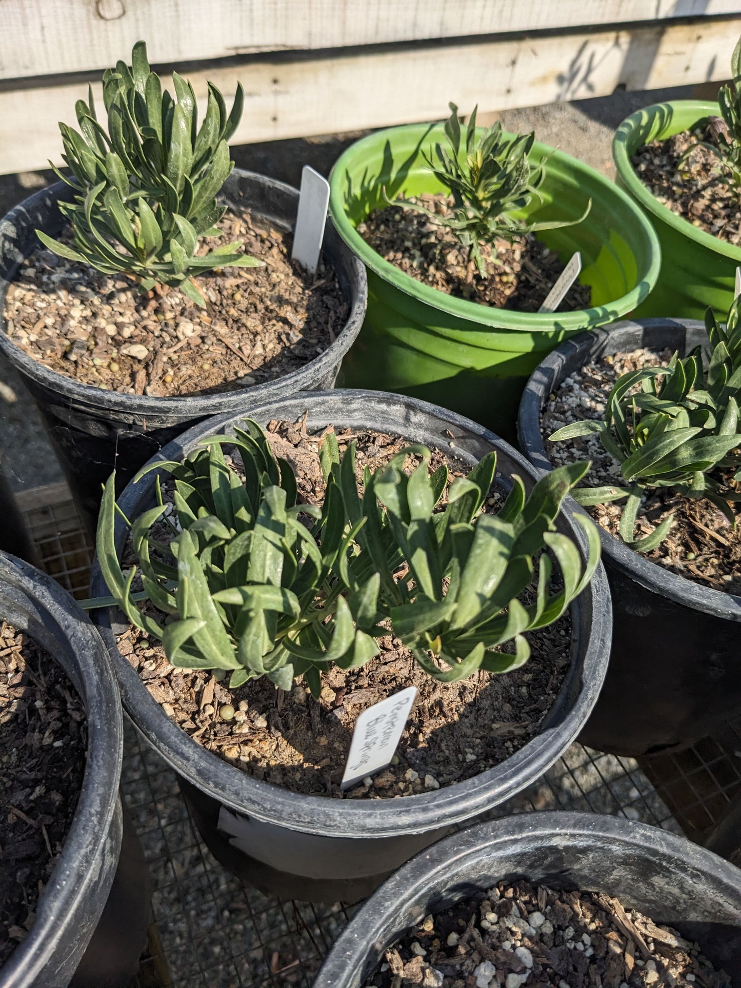 Penstemon heterophyllus 'Blue Springs'