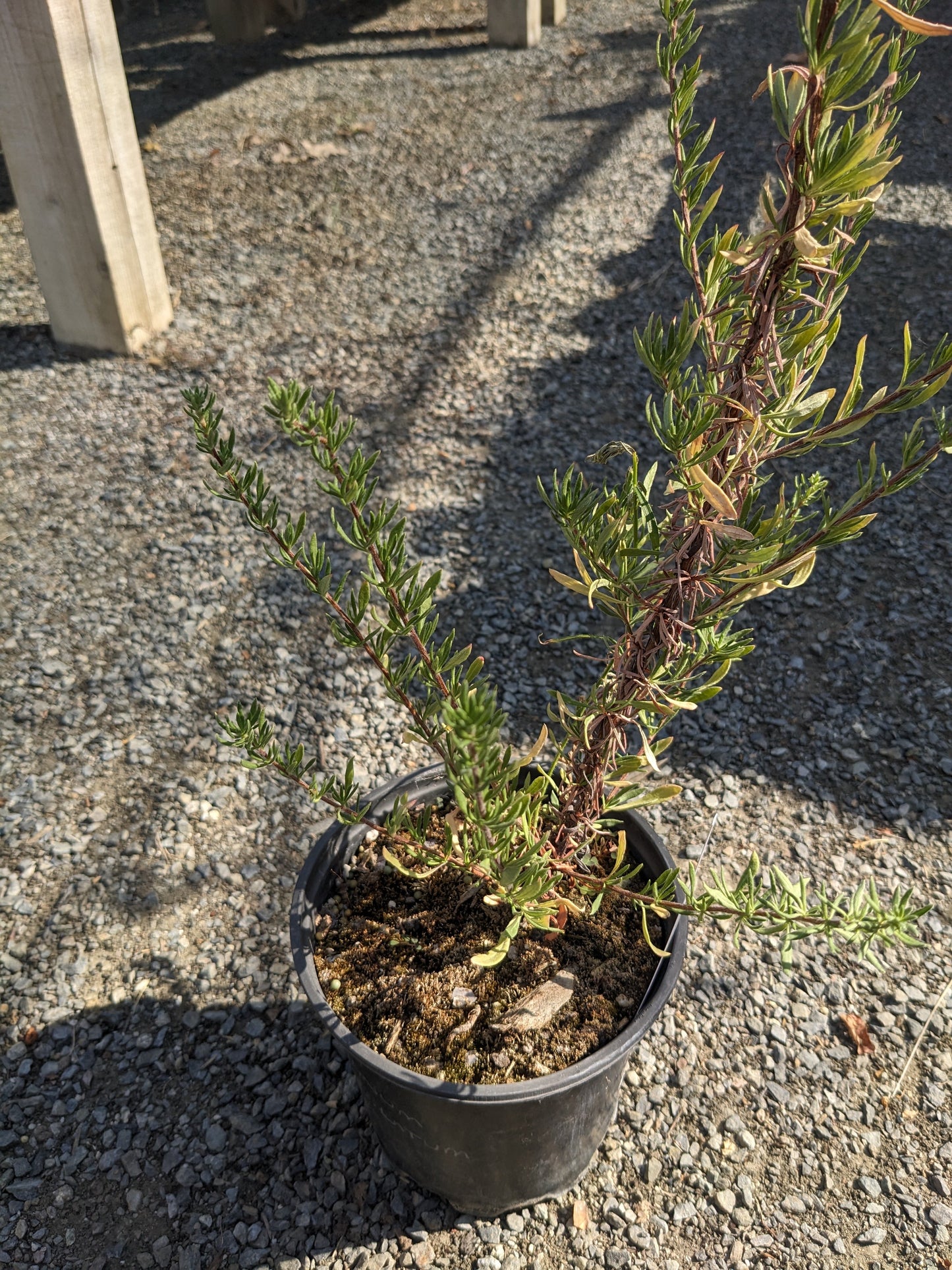 Eriogonum fasciculatum - CA Buckwheat