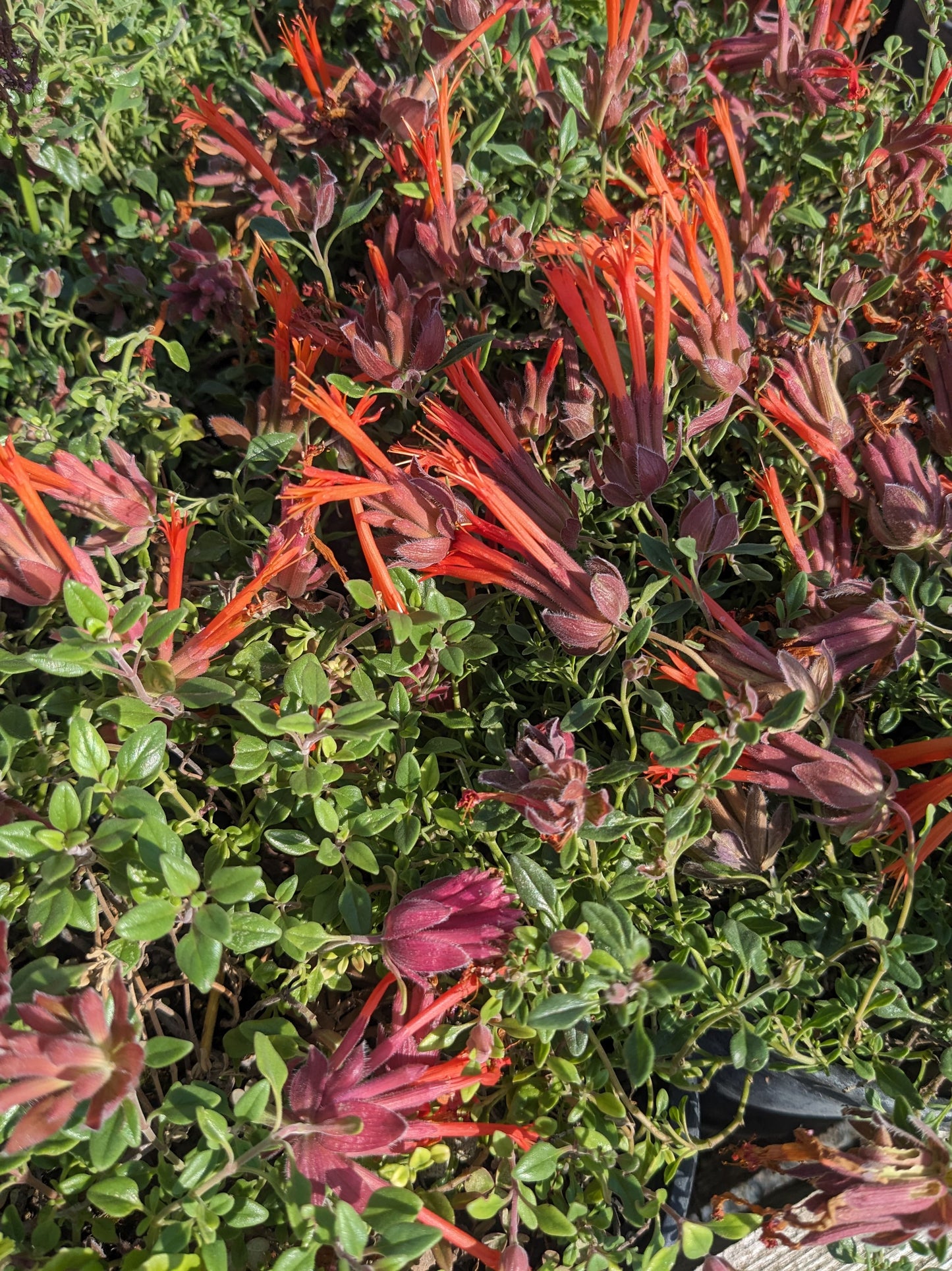 Monardella macrantha 'Marian Sampson'