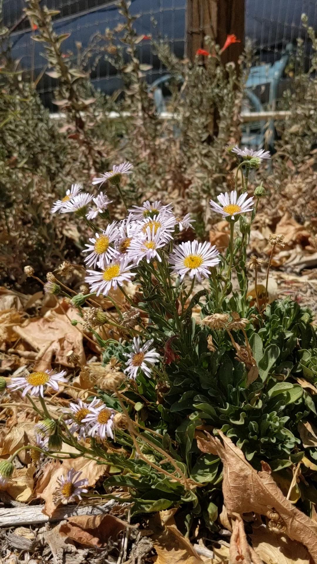 Erigeron 'W.R.' - W.R. Daisy
