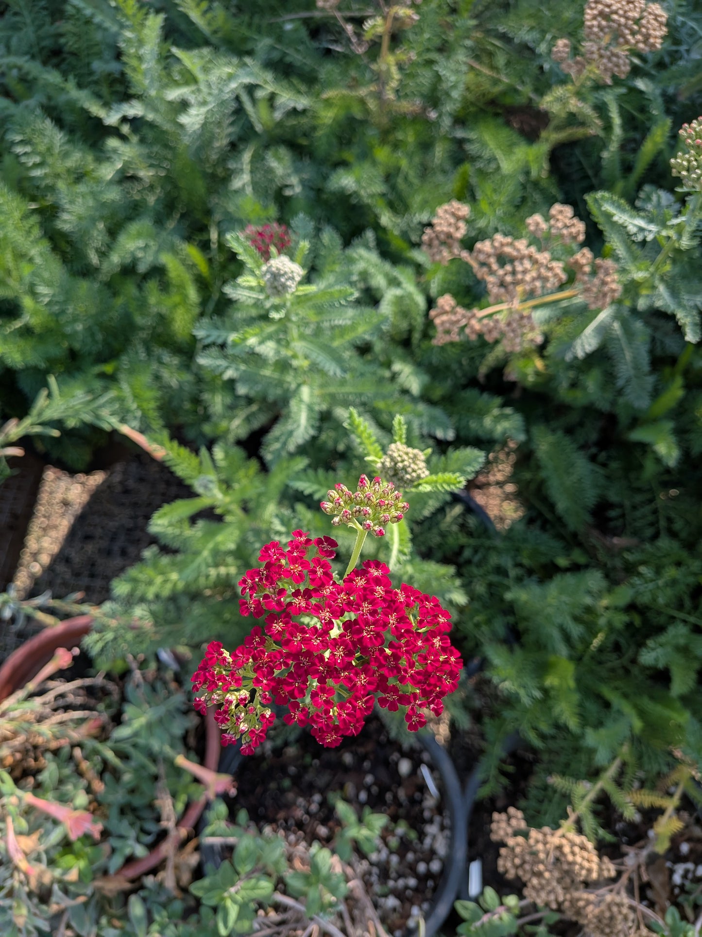 Achillea millefolium 'Red Velvet' - Yarrow