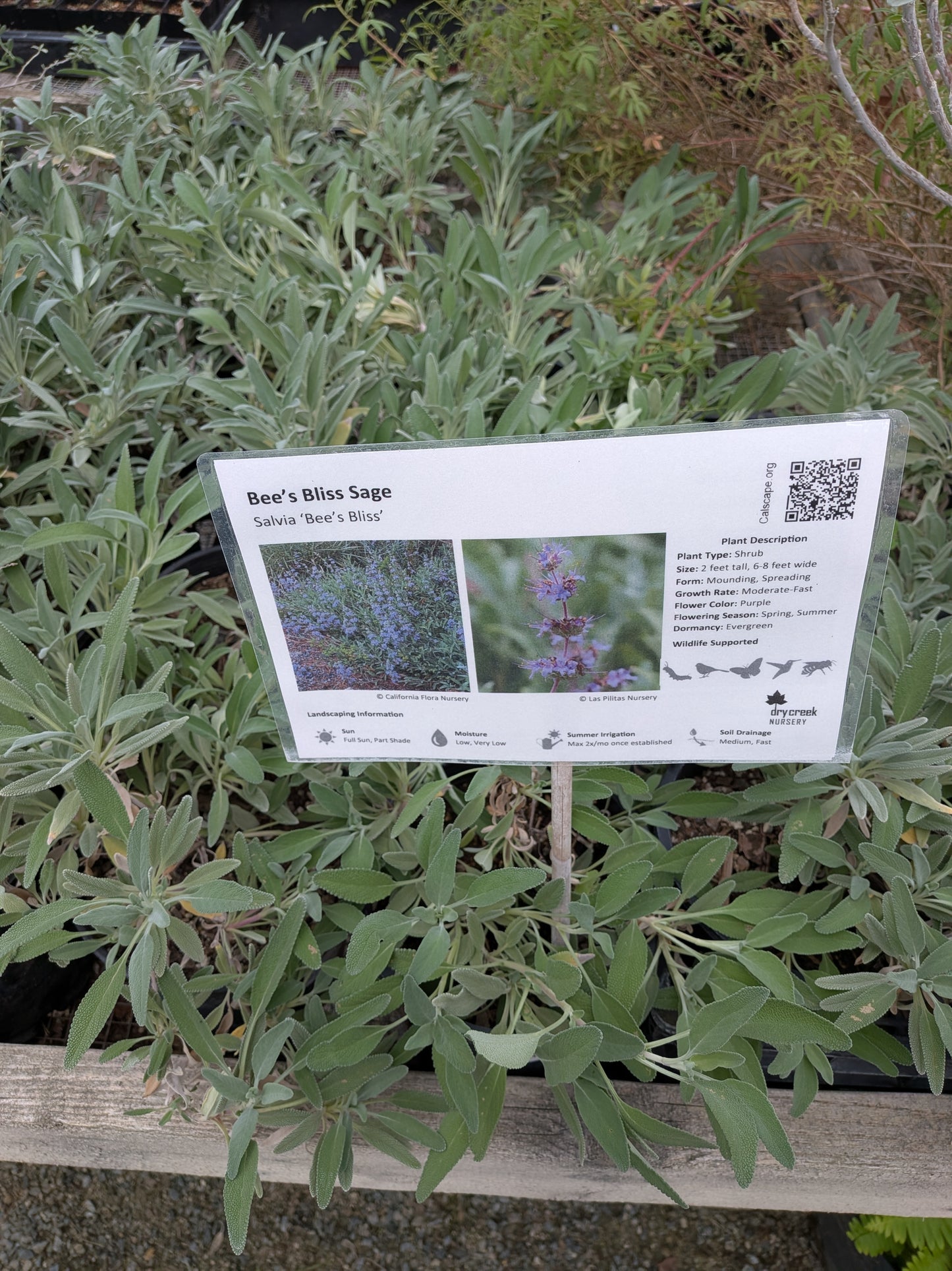 Salvia 'Bee's Bliss'