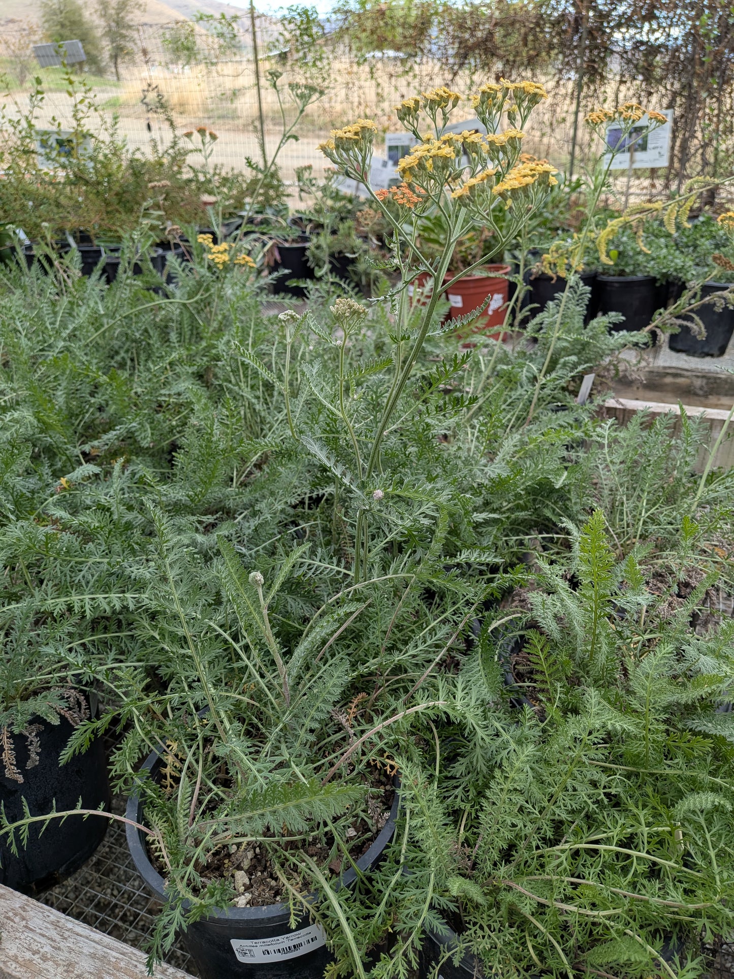 Achillea millefolium 'Terracotta' - Yarrow