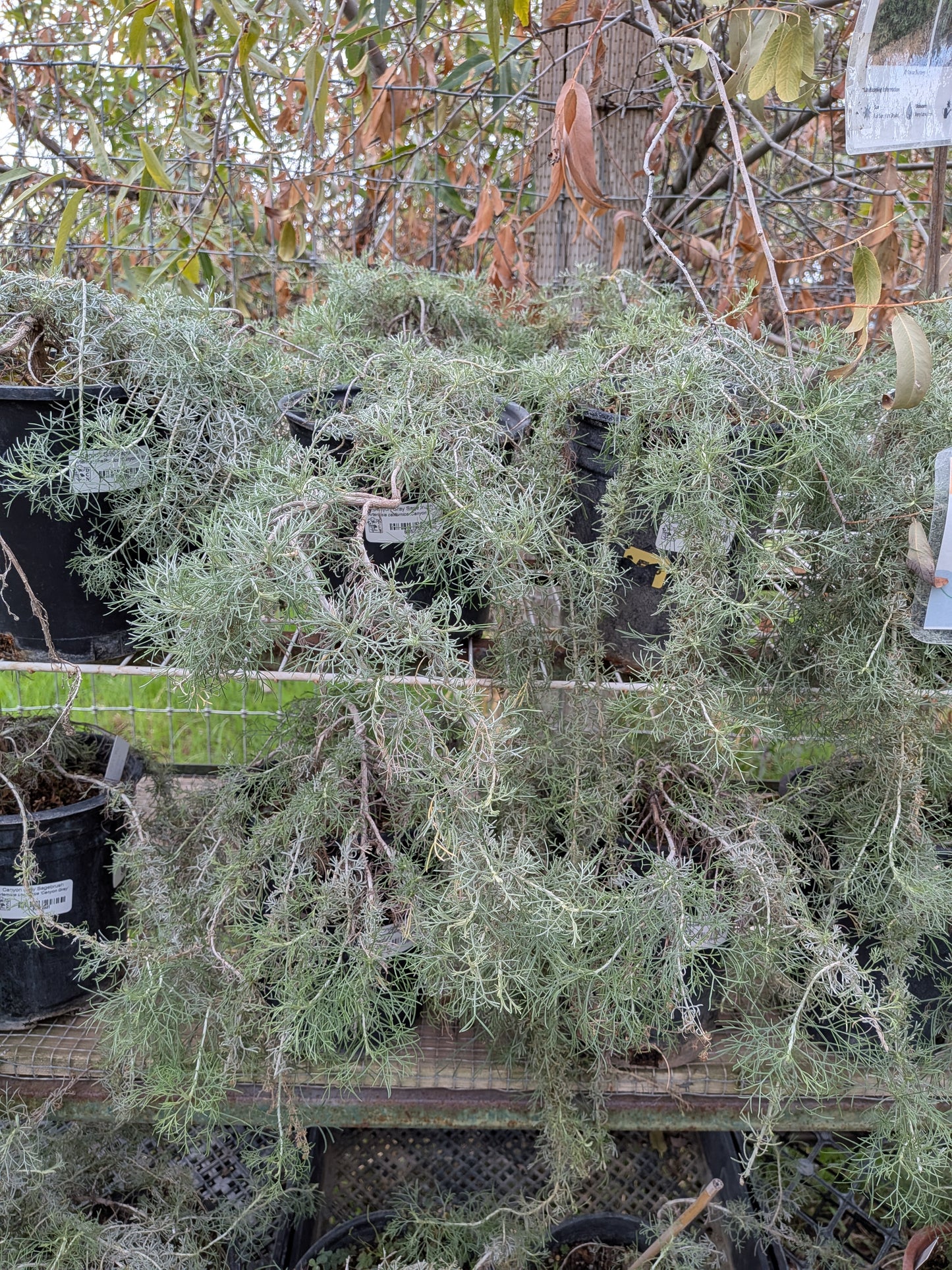 Artemisia californica 'Canyon Gray'