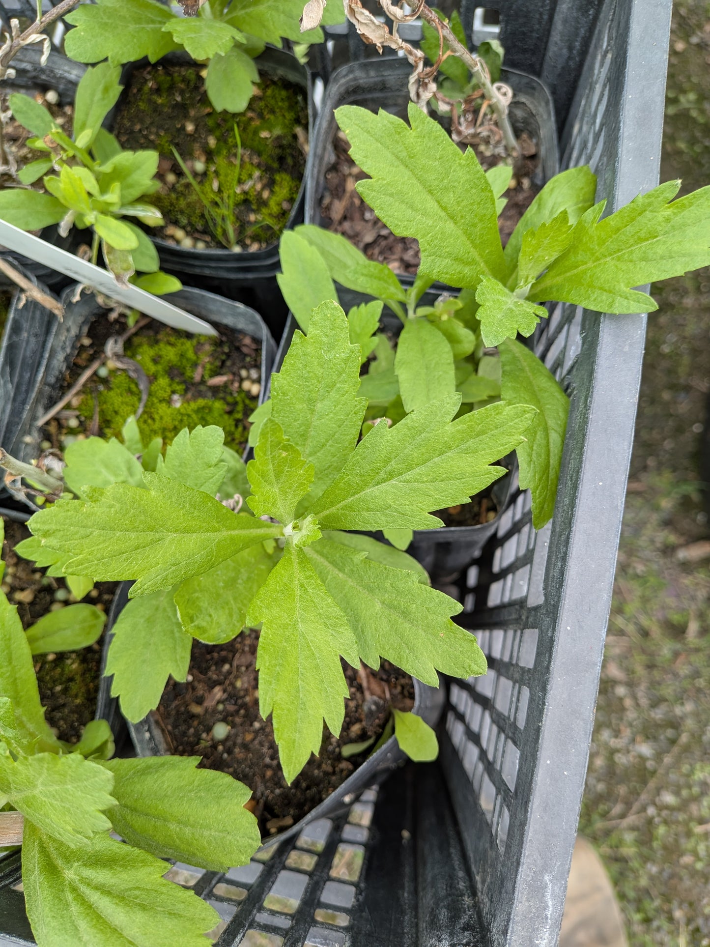 Artemisia douglasiana - CA Mugwort