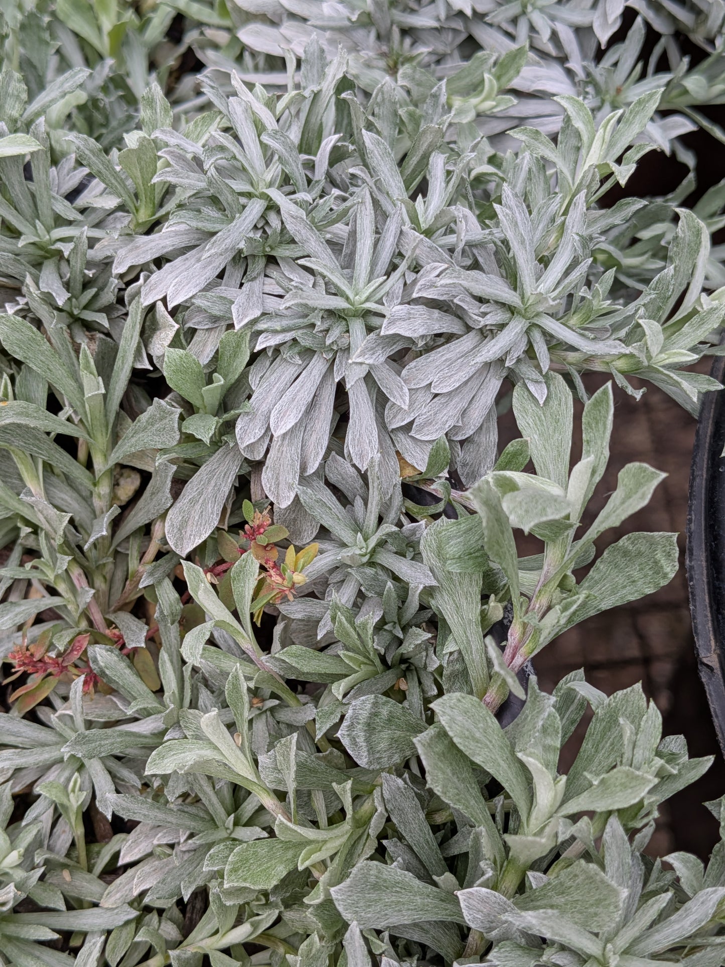 Antennaria rosea - Rosy Pussytoes