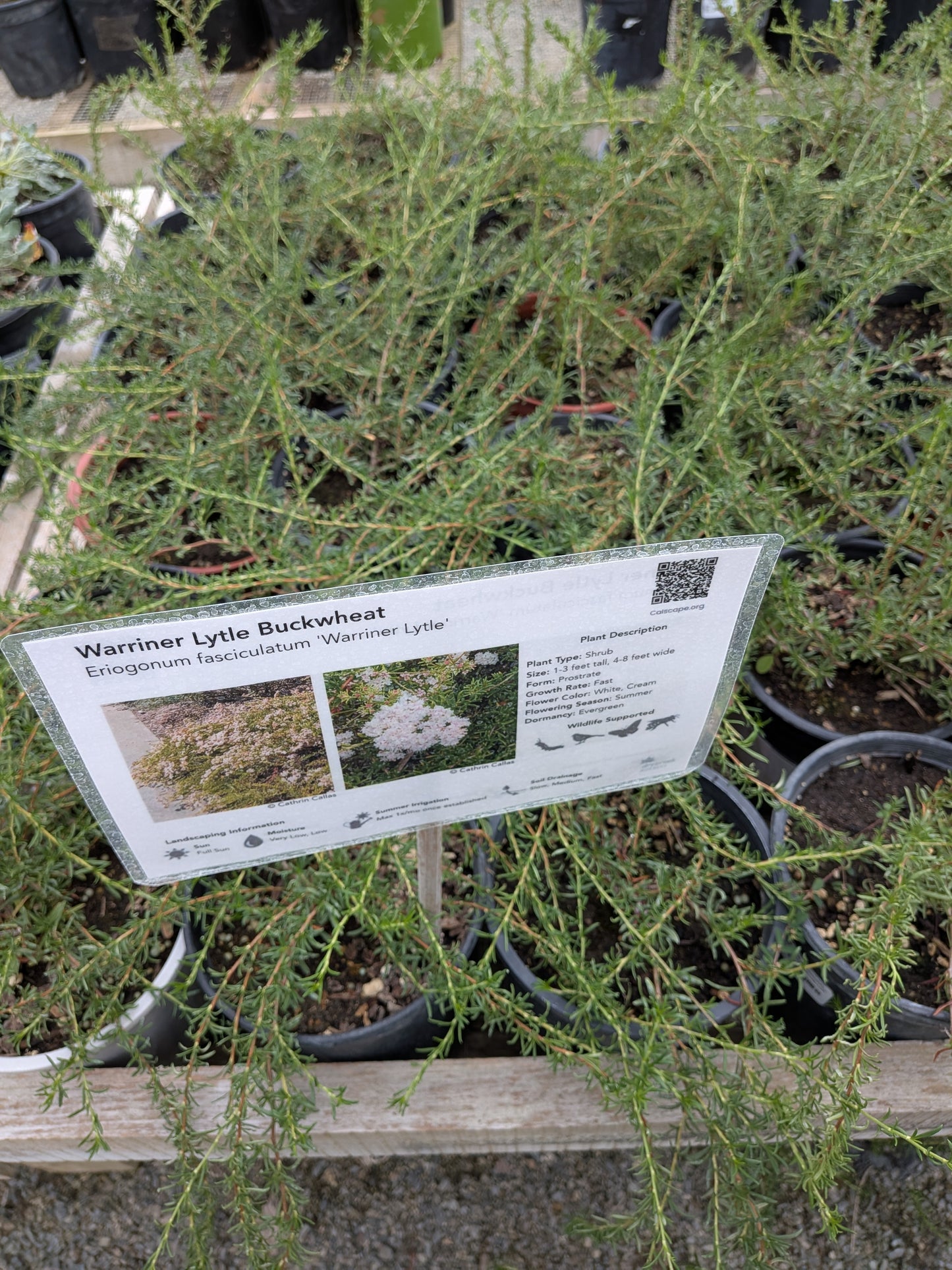 Eriogonum fasciculatum 'Warriner Lytle' - Warriner Lytle Buckwheat