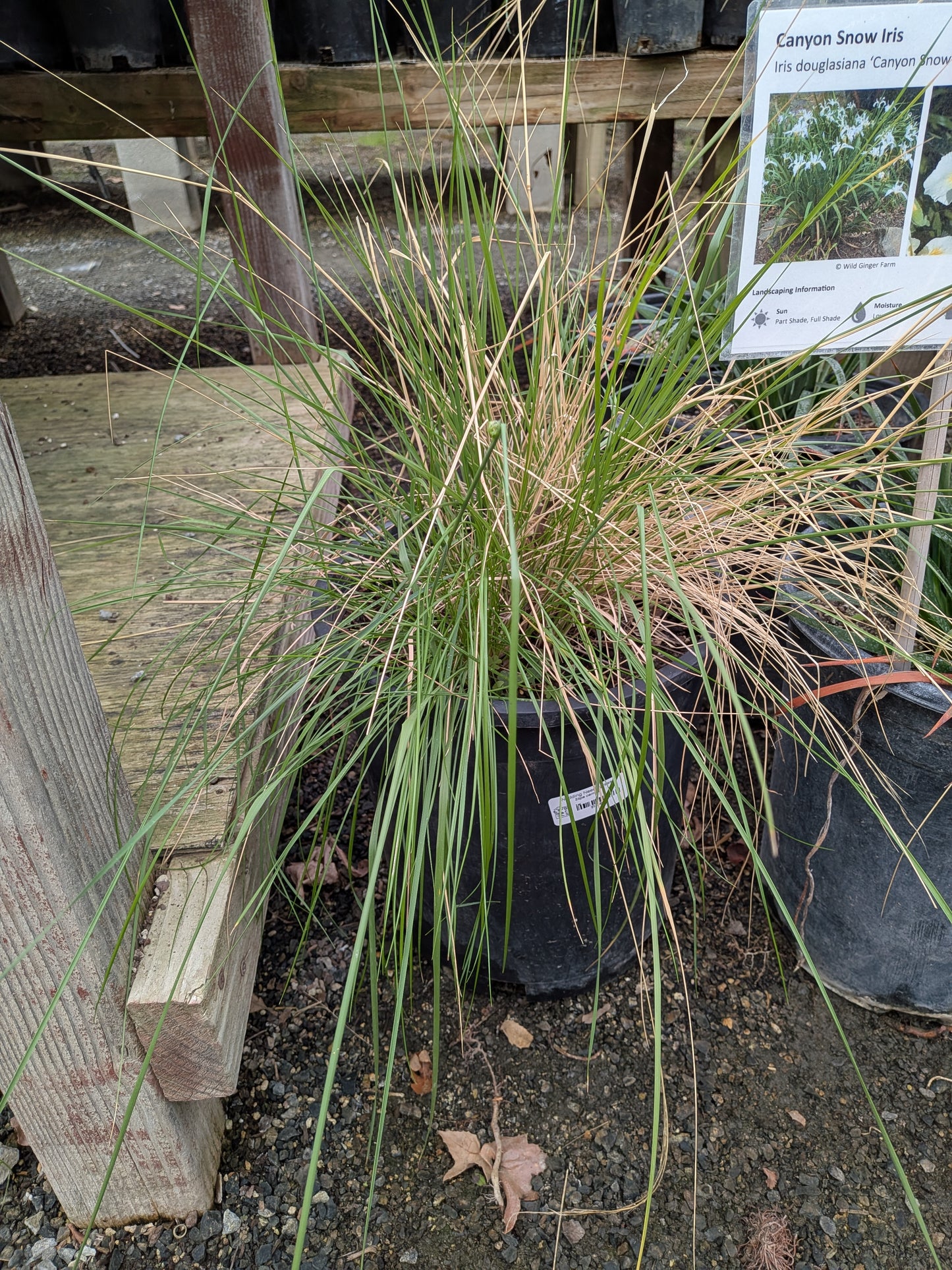 Stipa cernua - Nodding Needlegrass