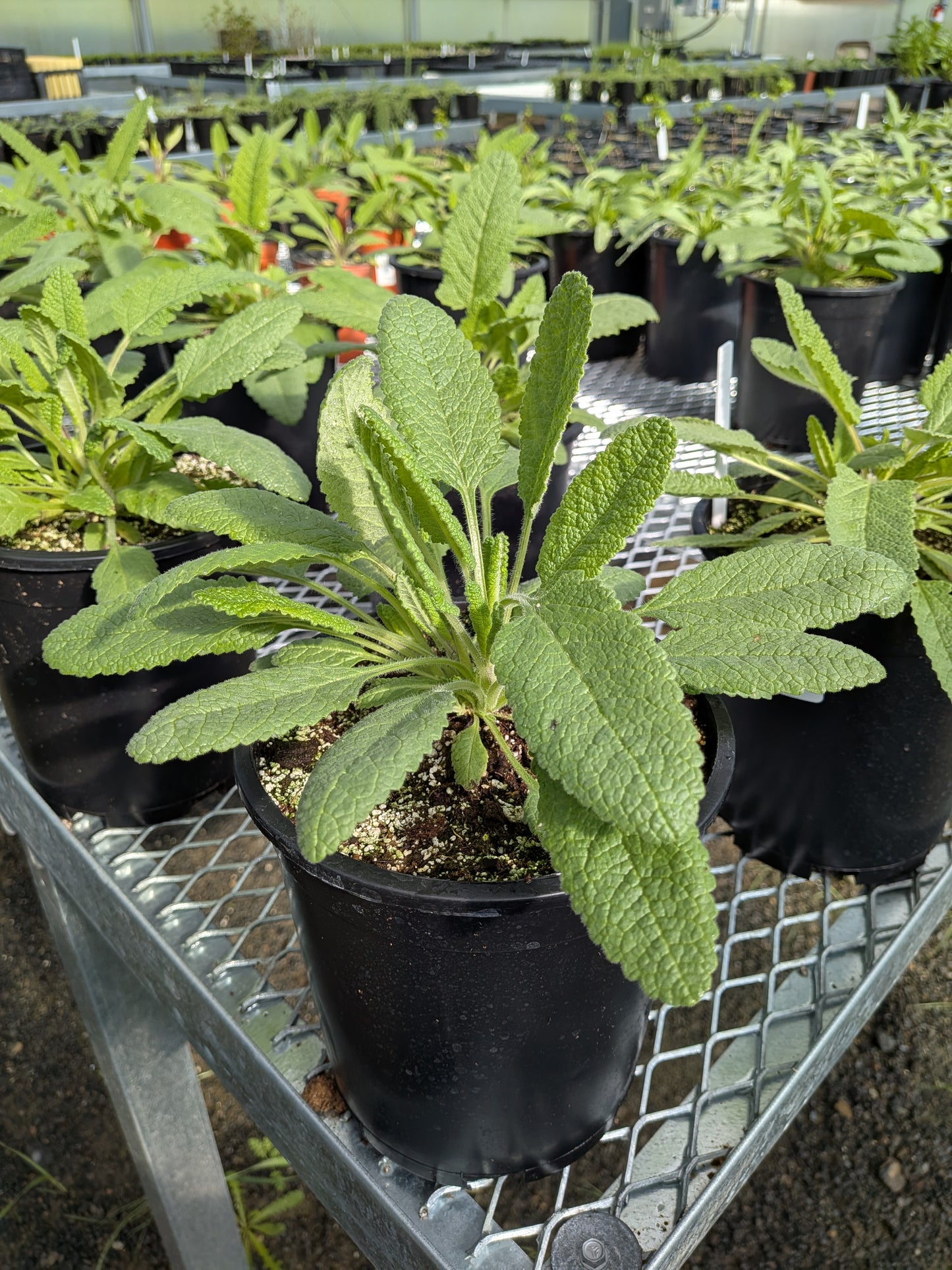 Salvia spathacea - Hummingbird Sage