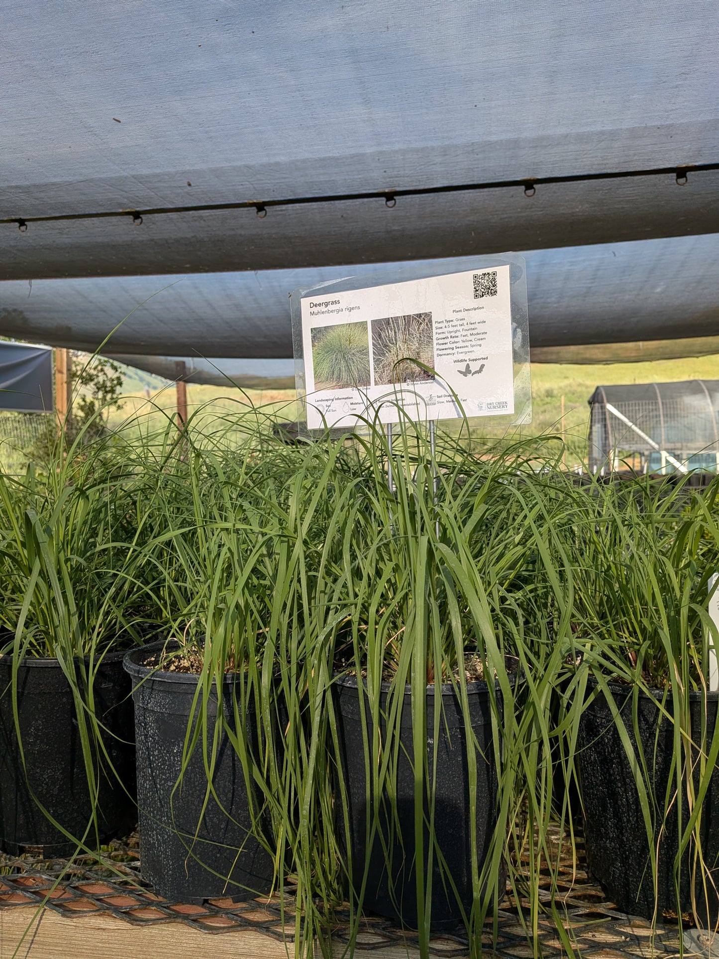 Muhlenbergia rigens - Deer Grass