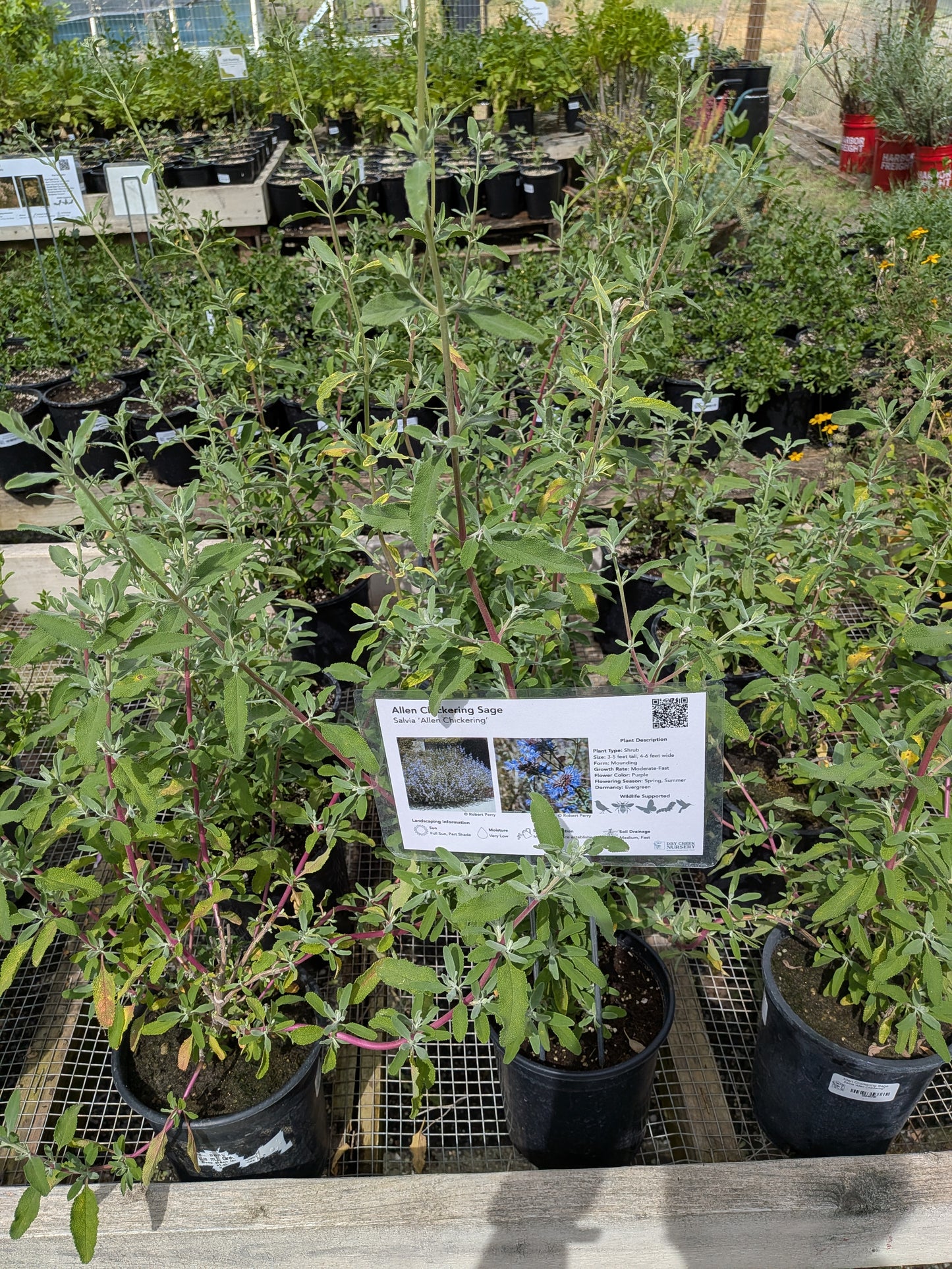 Salvia 'Allen Chickering'