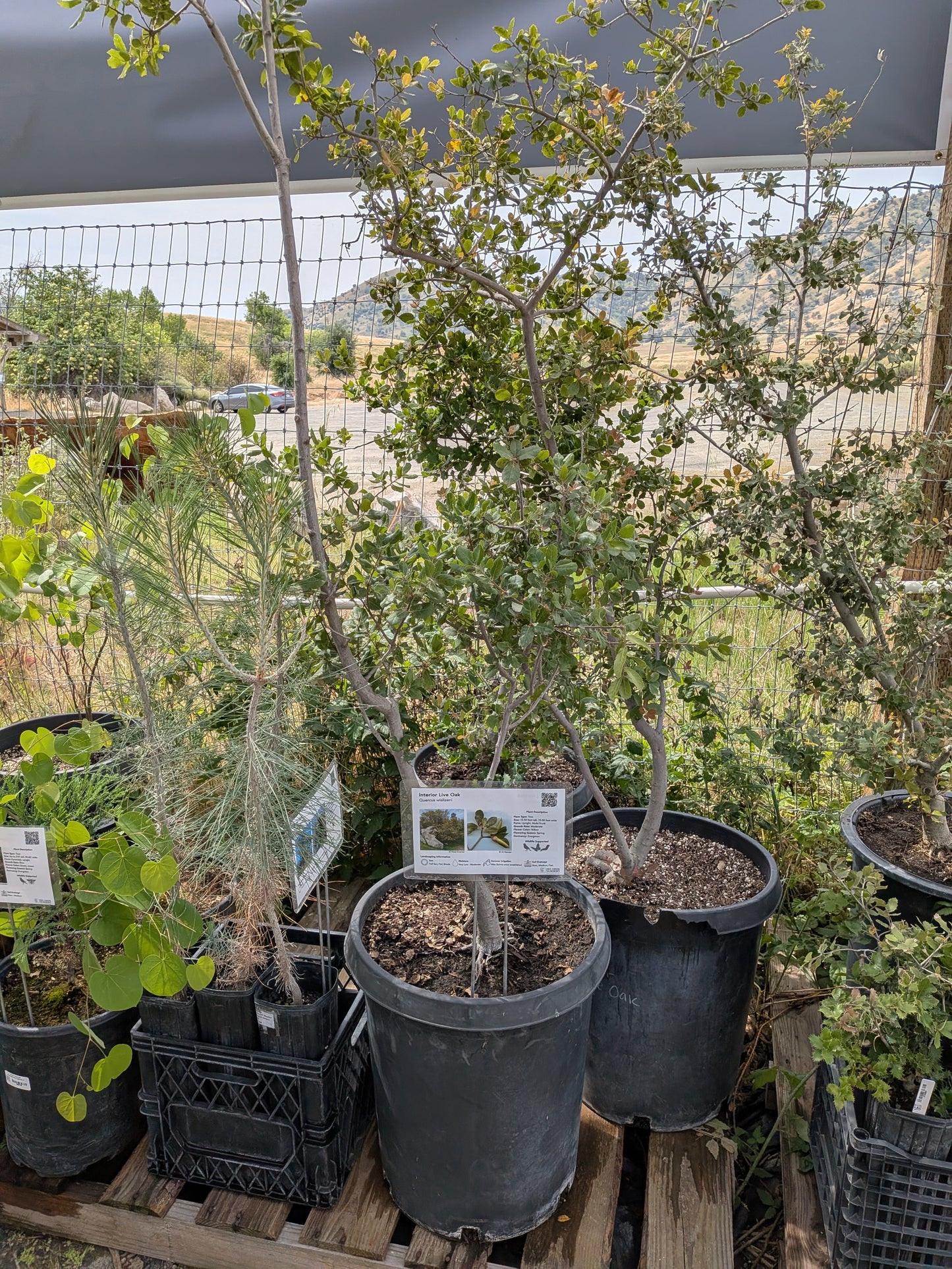 Quercus wislizeni - Interior Live Oak