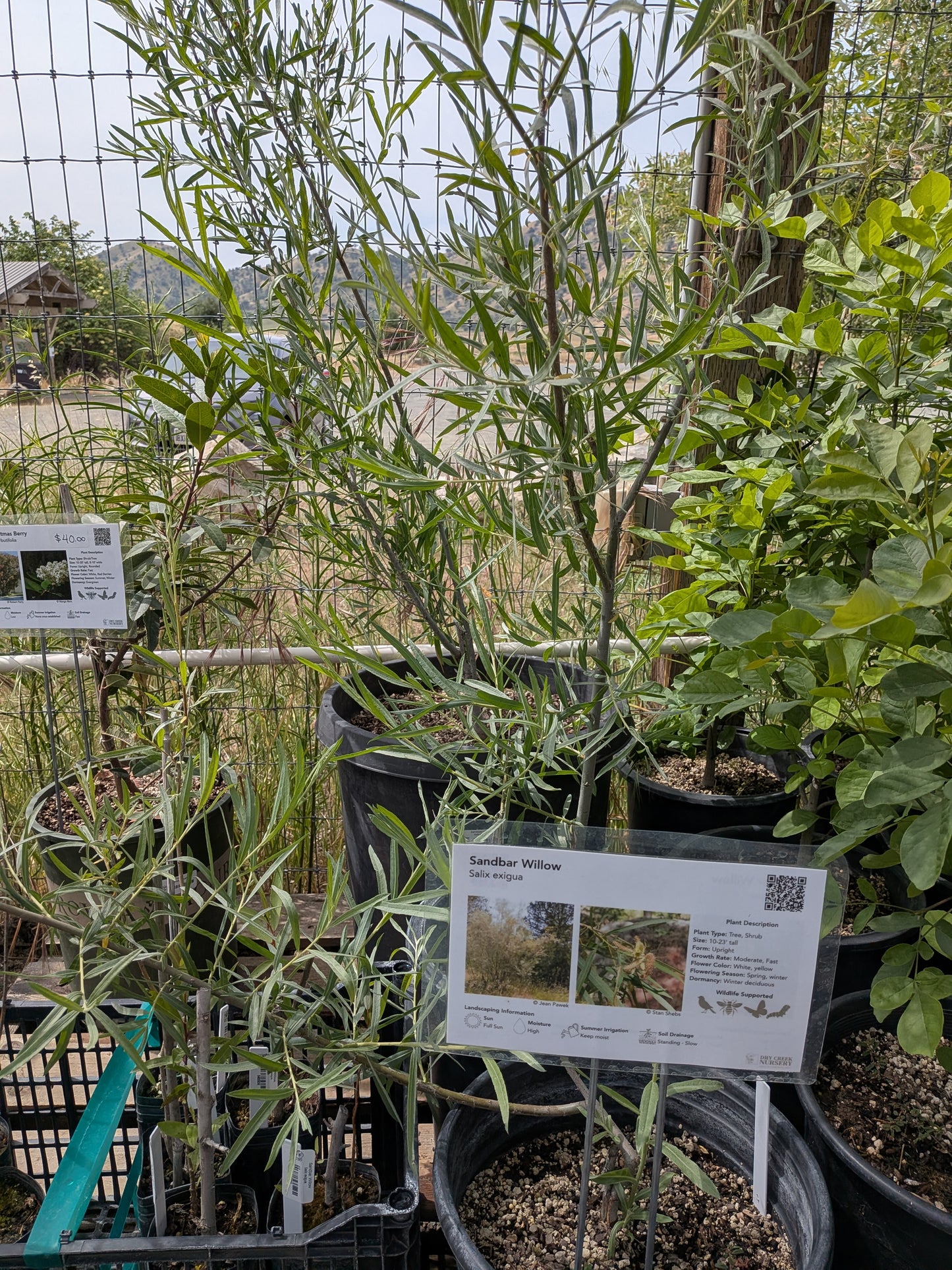 Salix exigua - Sandbar Willow