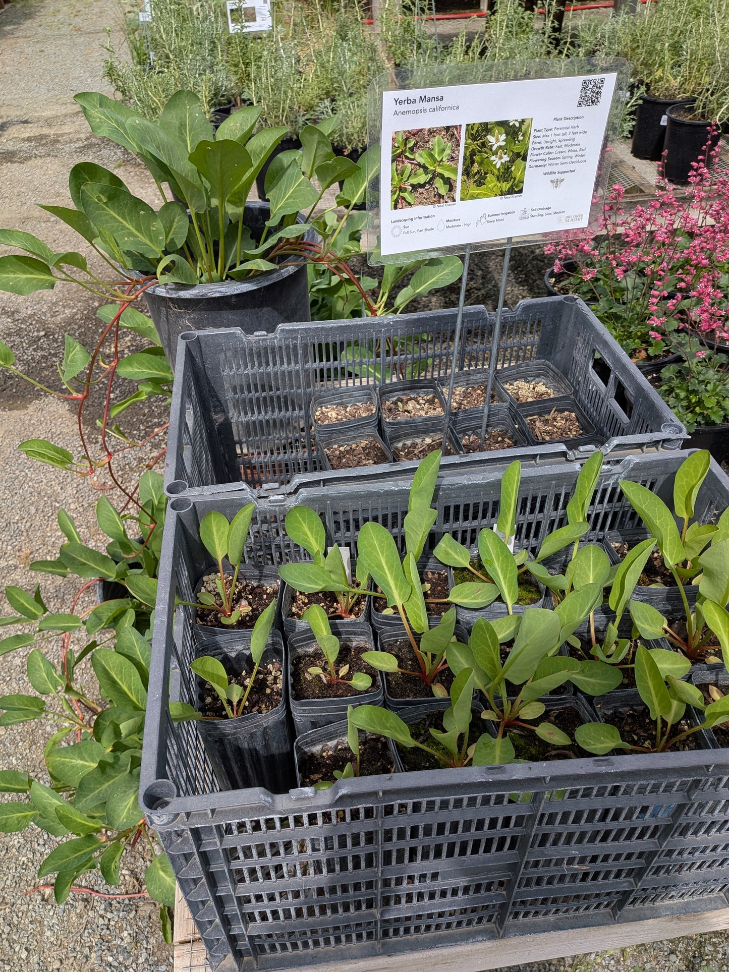 Anemopsis californica - Yerba Mansa