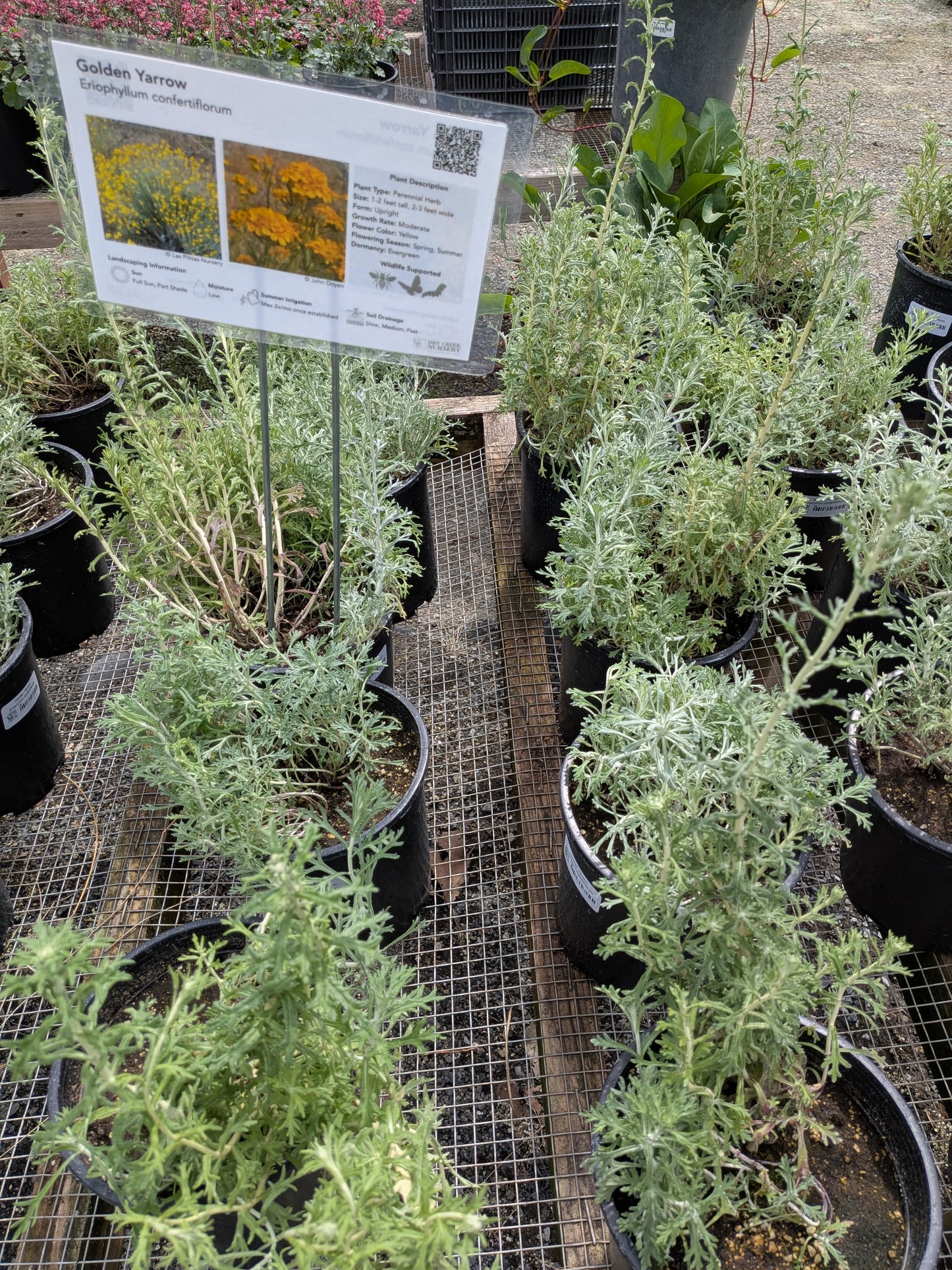Eriophyllum confertiflorum - Golden Yarrow