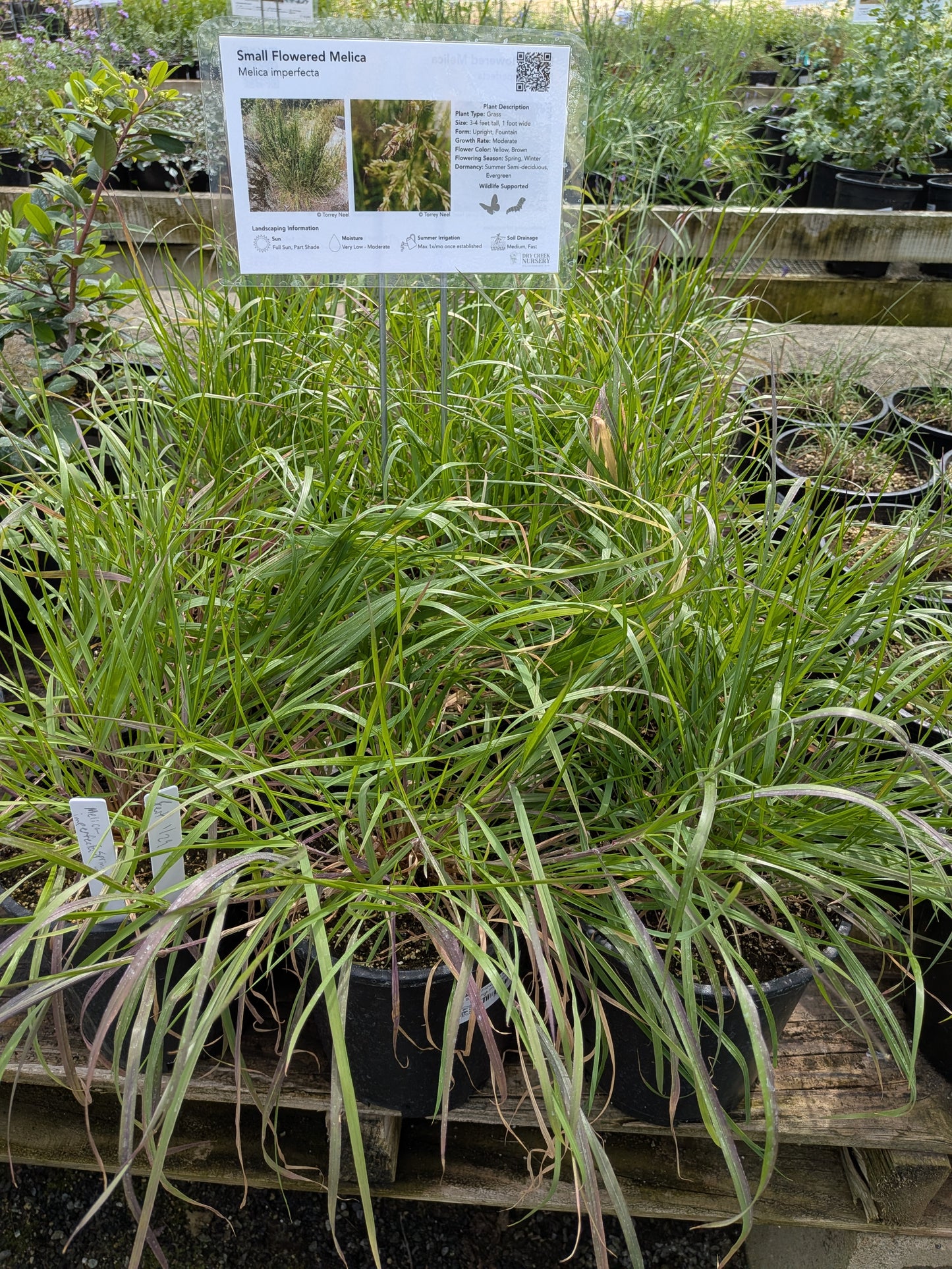 Melica imperfecta - Small Flowered Melica