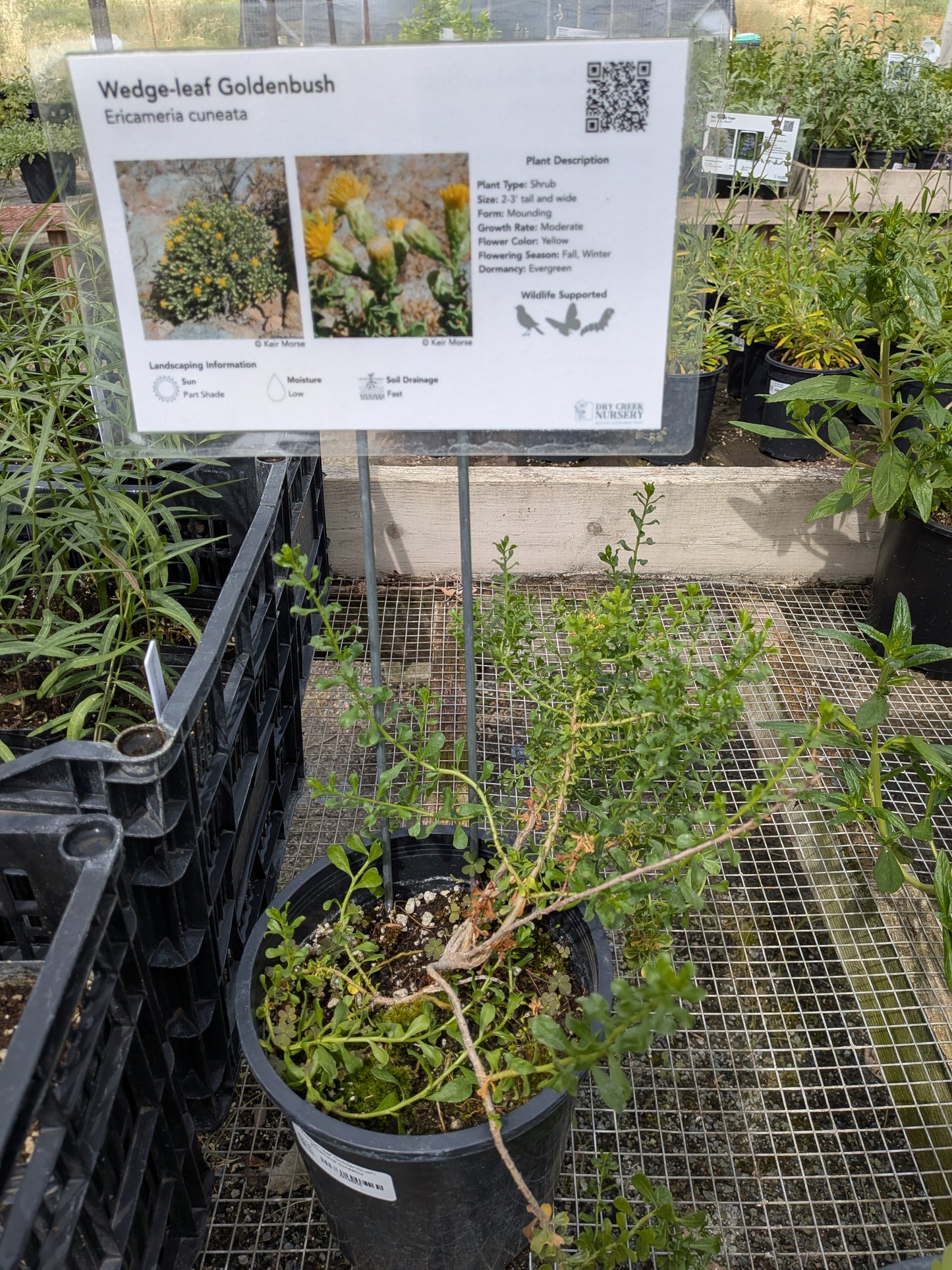 Ericameria cuneatus - Wedge-leaf Goldenbush