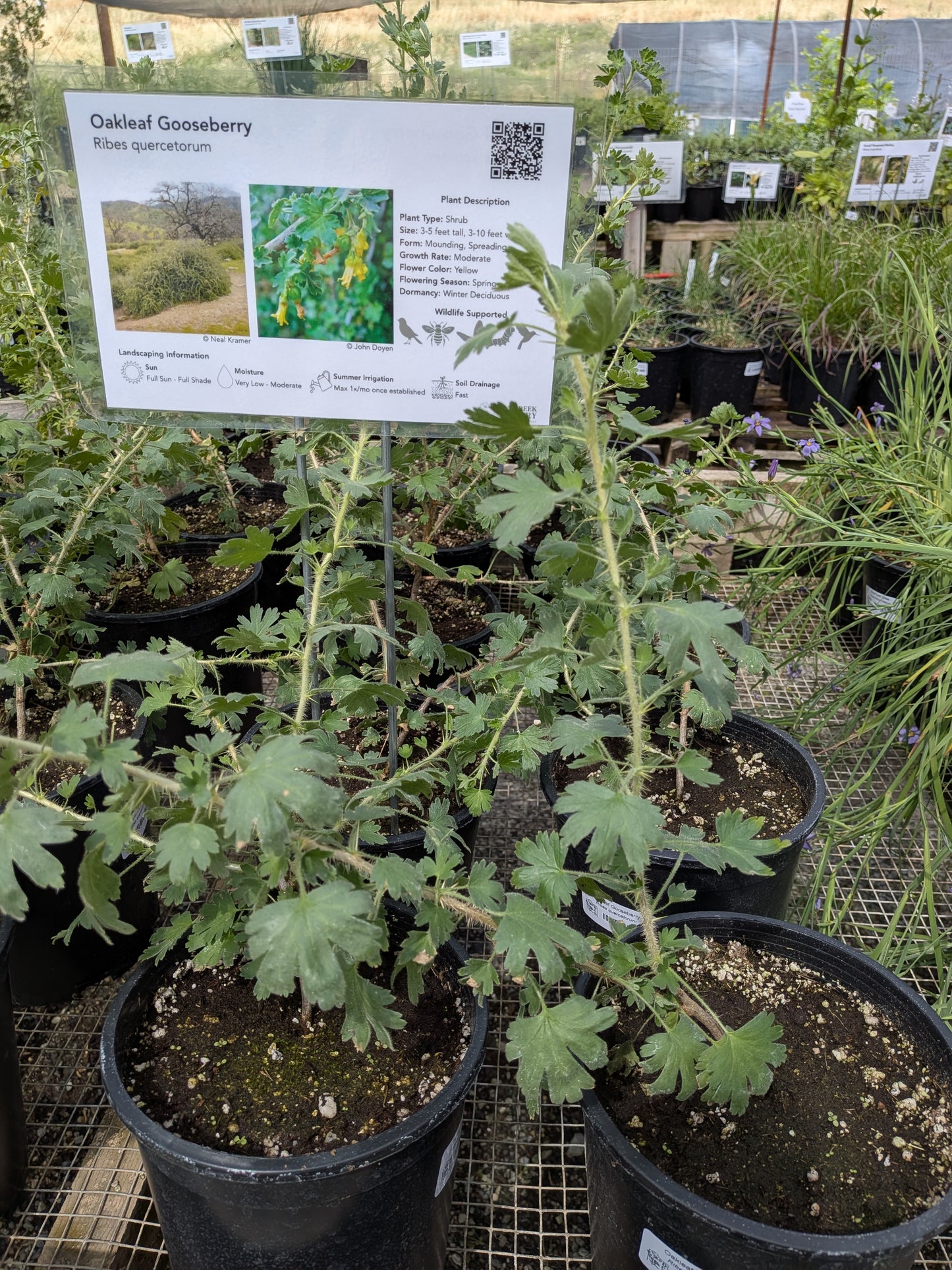 Ribes quercetorum - Oakleaf Gooseberry