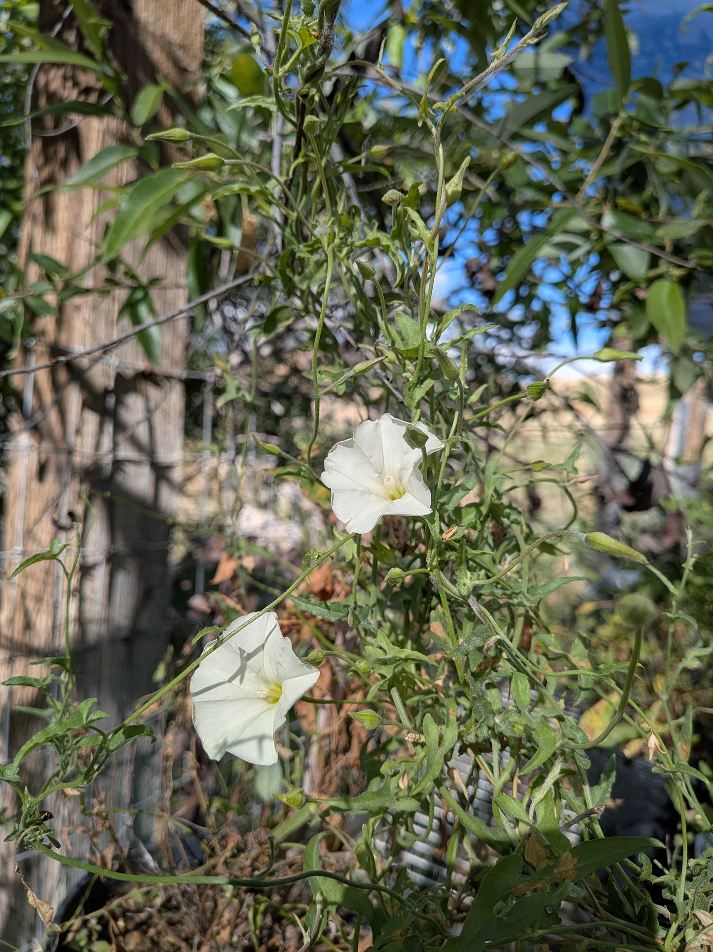Calystegia longipes - Paiute False Bindweed