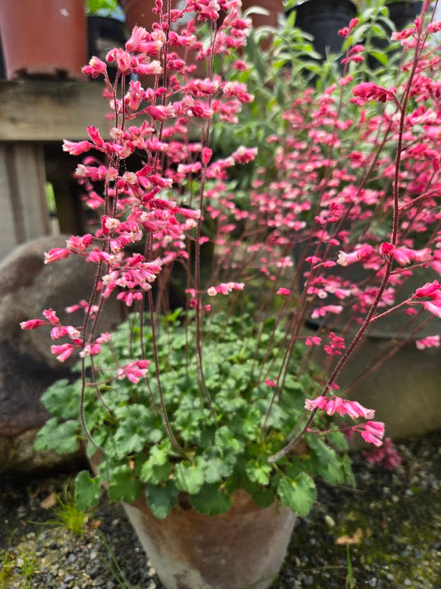 Heuchera 'Canyon Duet'