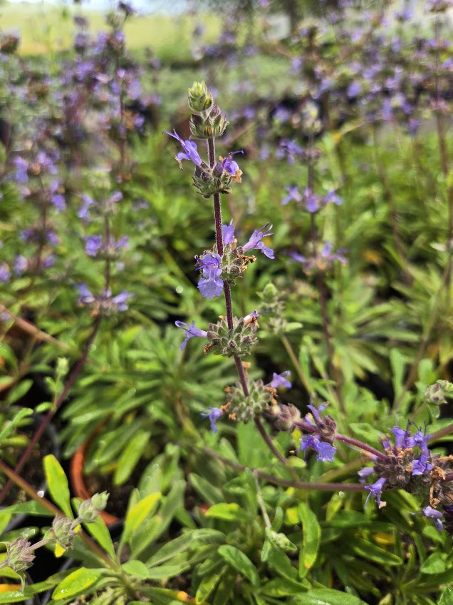 Salvia 'Dara's Choice'