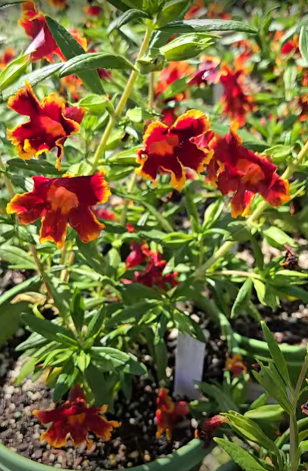 Diplacus 'Fiesta Marigold' - Monkeyflower