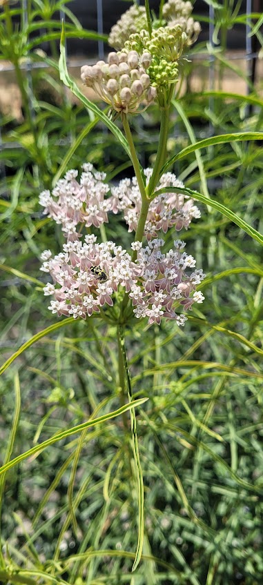 Asclepia fascicularis - Narrowleaf Milkweed