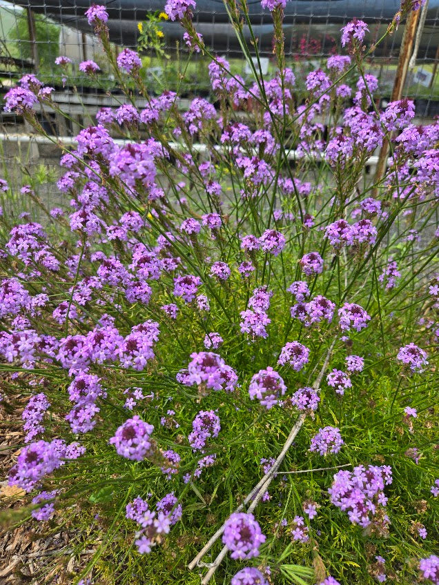 Verbena lilacina 'De La Mina' - Lilac Verbena