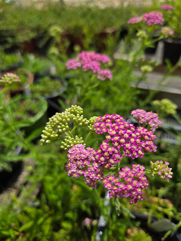 Achillea millefolium 'Island Pink' - Yarrow