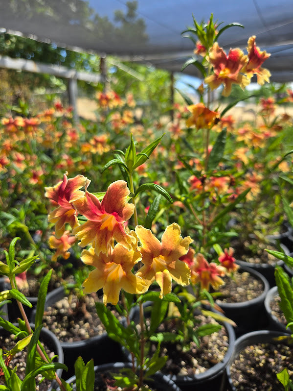 Dry Creek Nursery