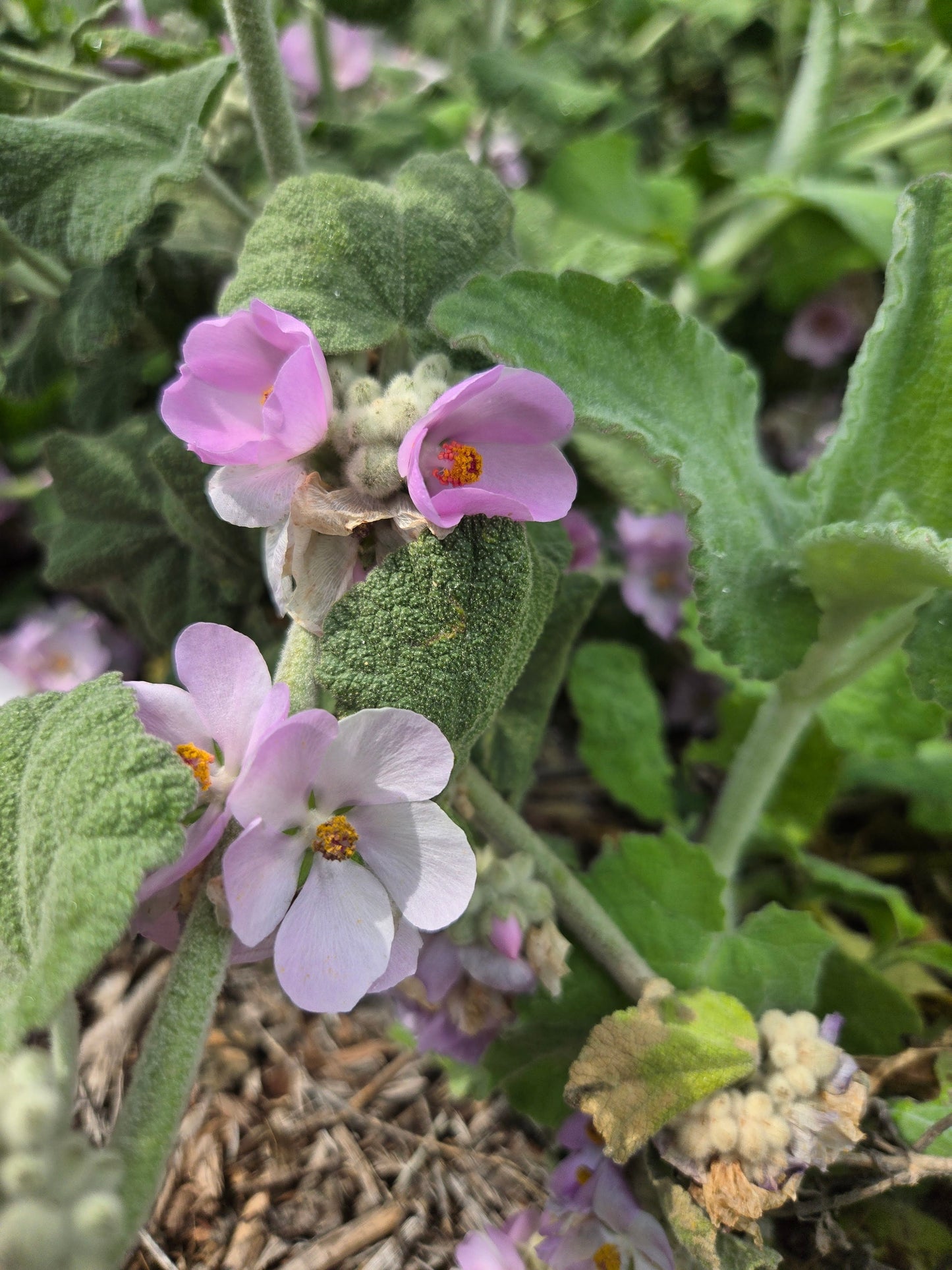 Malacothamnus fremotii - Bush Mallow