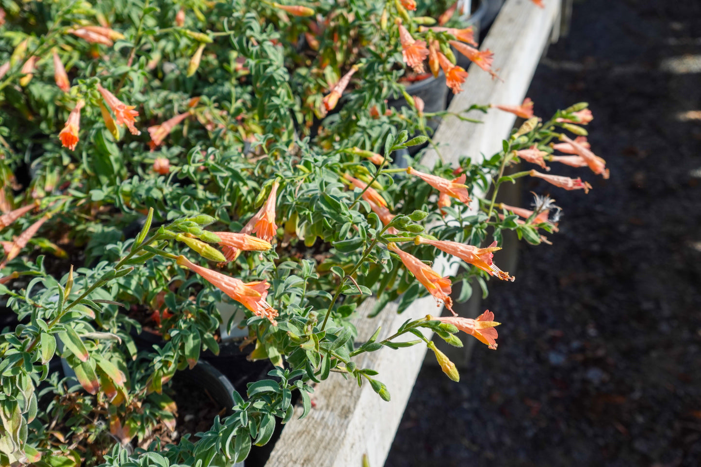 Epilobium canum 'Marin Pink' - Marin Pink California Fuchsia
