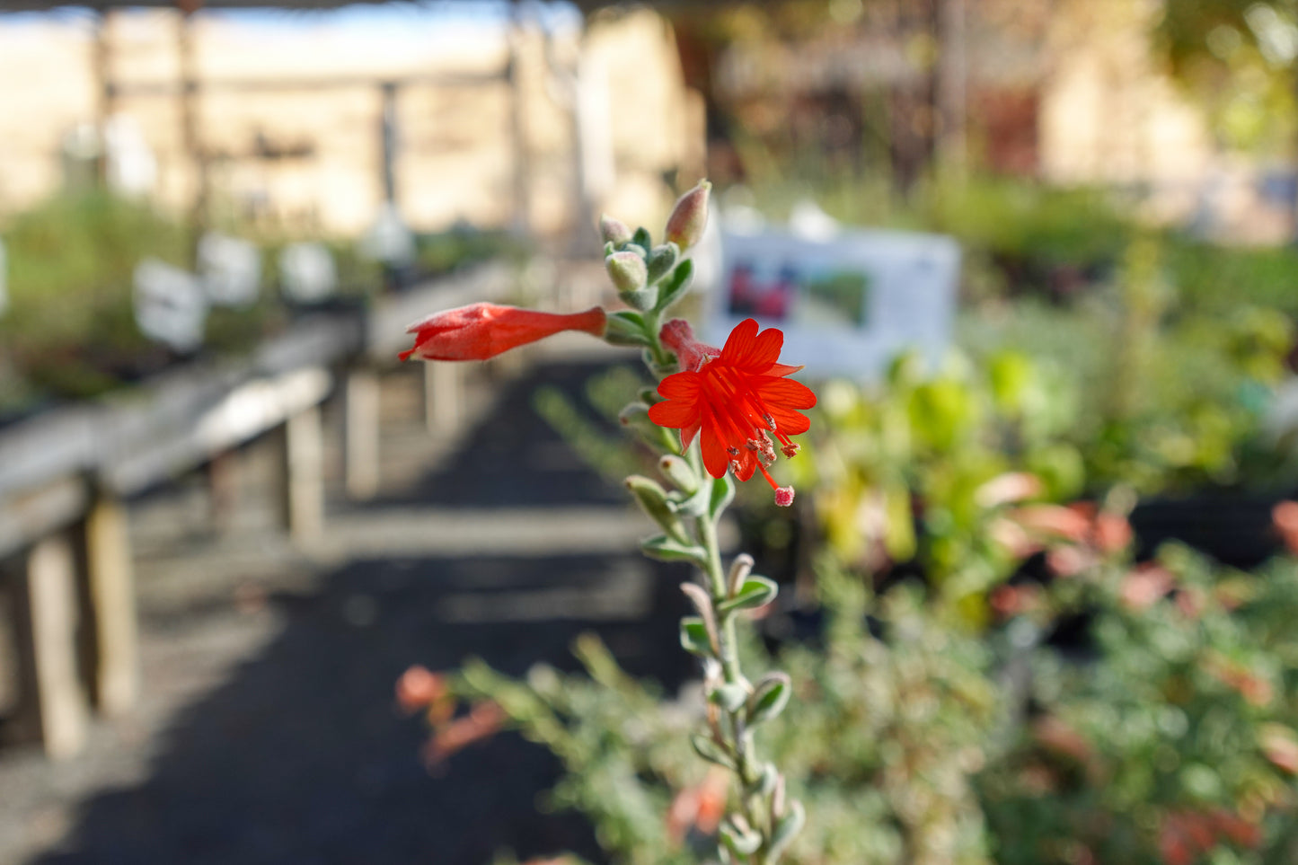 Epilobium 'Calistoga' - Fuchsia