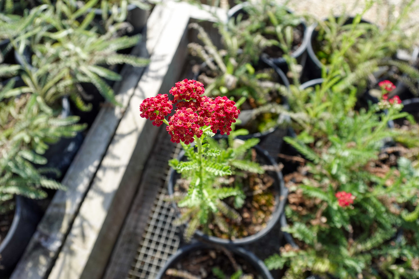 Achillea millefolium 'Red Velvet' - Yarrow