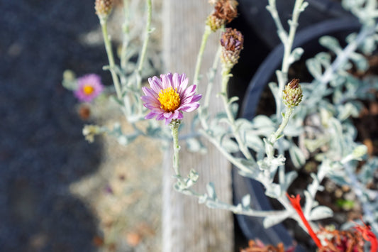 Lessingia filaginifolia - Silver Carpet Aster