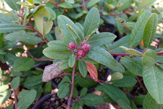 Rhamnus californica 'Eve Case' - Coffeeberry 'Eve Case'