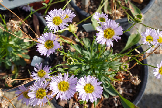 Erigeron 'W.R.' - W.R. Daisy