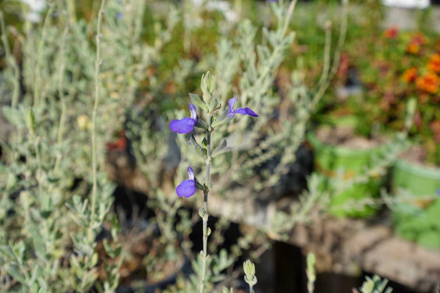 Salvia chamaedryodes - Germander Sage