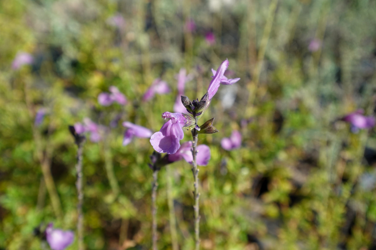 Salvia greggii 'Smokin' Lavender'