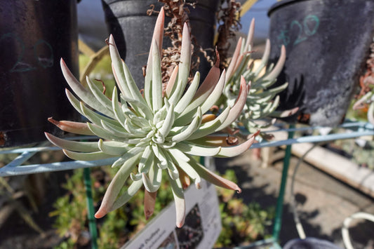 Dudleya hassei - Island Liveforever