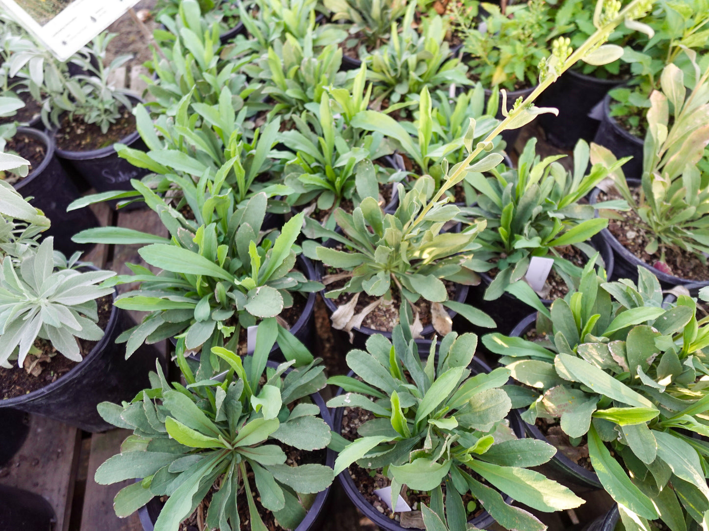 Solidago californica - Goldenrod