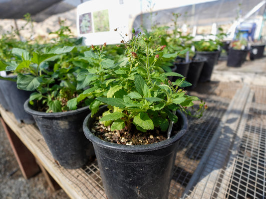 Scrophularia californica - CA Bee Plant